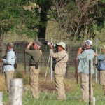 Our birding guests chasing the Red Necked Ryneck on our property